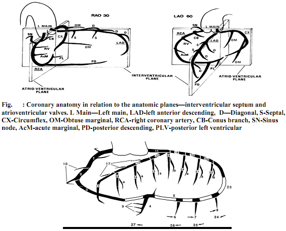 1690_Coronary Anatomy.png